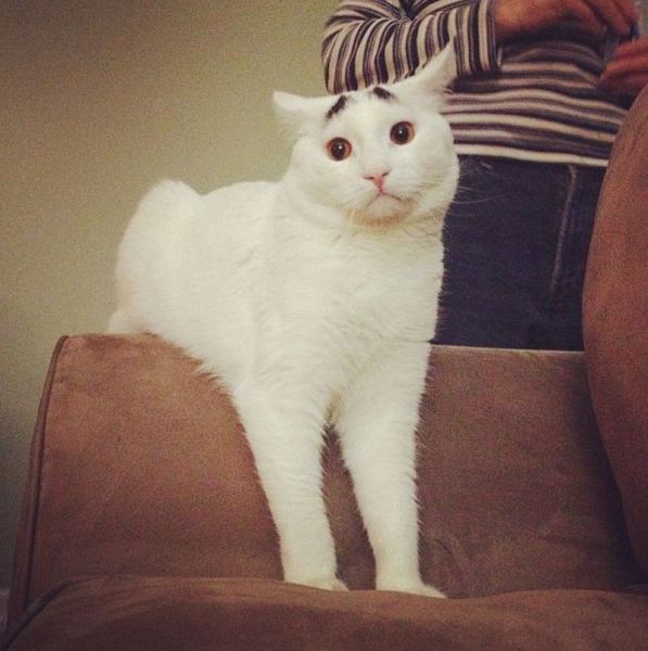 本当に可愛い表情をした動物たちの写真
