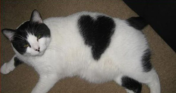 幸福を呼ぶハートマークの可愛い猫や犬の画像