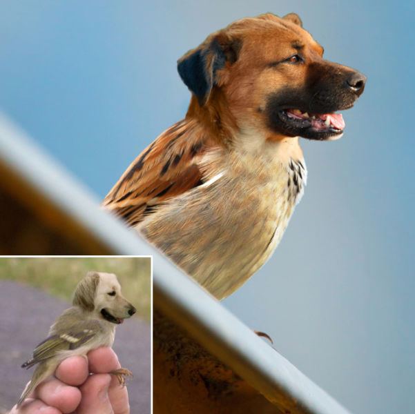 犬と鳥を混ぜるとコレジャナイ感が半端ないことが判明した写真