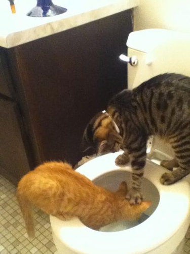 猫の不意打ちのテクニックの写真