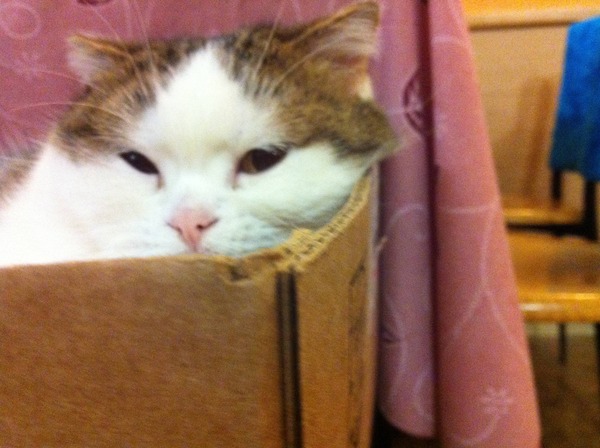 マジで可愛すぎる癒される猫の画像