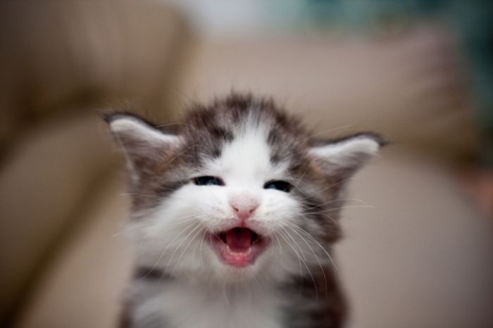 保存したくなる子猫の可愛すぎる写真