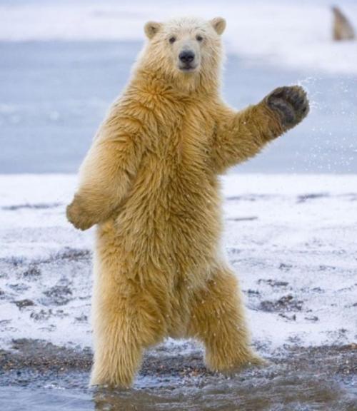 踊る自然のホッキョクグマの写真