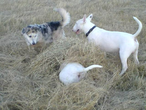犬さんは、隠れるのが苦手！！と実感する写真