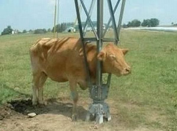 これは大変！人間の助けが必要そうな動物たちの写真