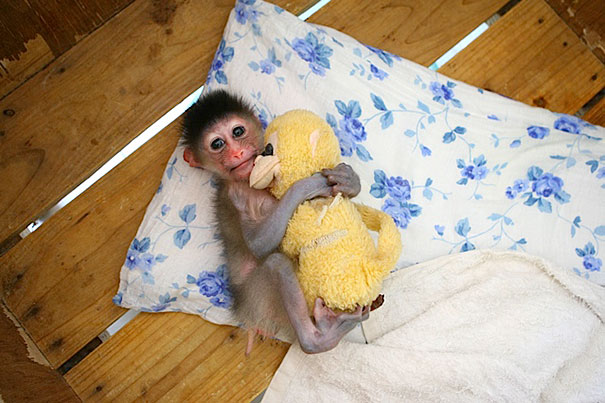ぬいぐるみと眠る可愛い動物たちの写真