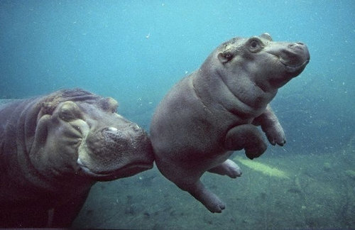 思わずキュンとなる癒しの動物たちの写真