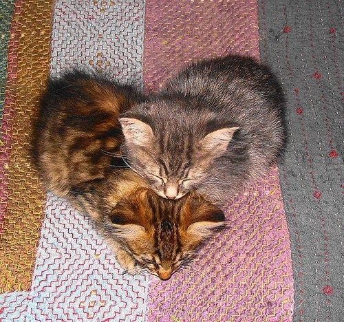 幸せを呼ぶハートマークを持つ猫と犬の写真