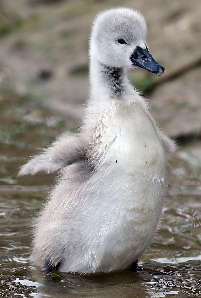 かわいい白鳥の子写真