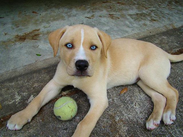 愛嬌ありすぎるミックス犬の写真