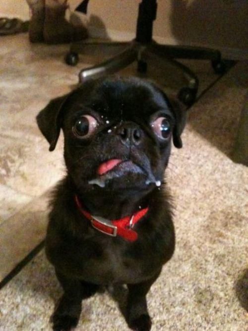 変顔や変な格好した犬の写真