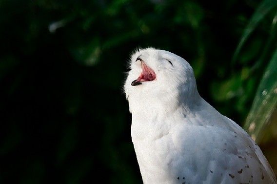 可愛いフクロウさんの写真