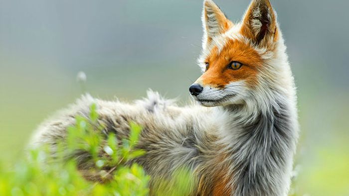 美しい野生の生き物の写真