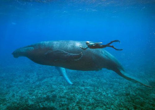 海外の遊びが凄い琴になっている写真