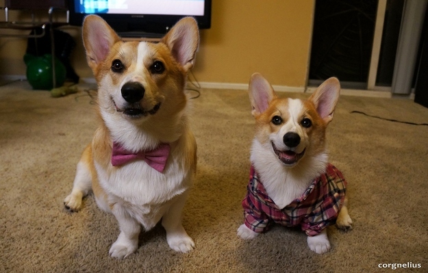 本当に可愛いコーギー犬の写真