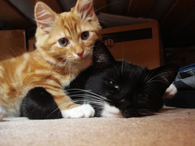 可愛い動物たちの画像が集まった写真