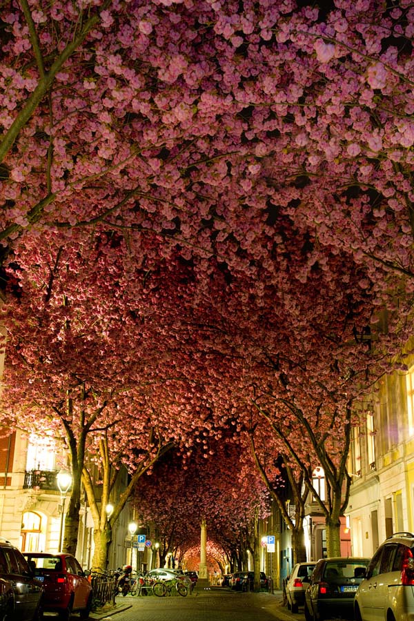 世界に咲く桜 