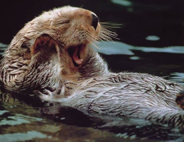 君たちに会いたがっている可愛い動物の写真