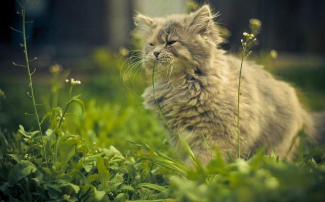 動物たちの本当に可愛らしい写真
