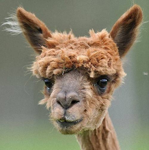 アルパカがヘアカットして可愛すぎる写真