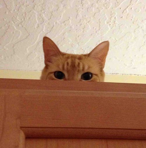 気になってしかたがない動物たちの写真