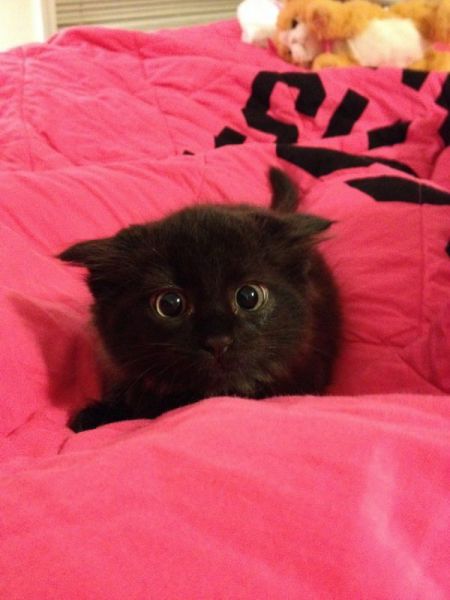 可愛い動物の画像が沢山集まったよ！