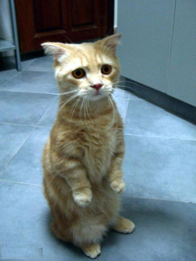 悲しい顔をした猫たちの写真