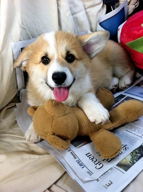 コーギー犬が可愛すぎてやばい写真