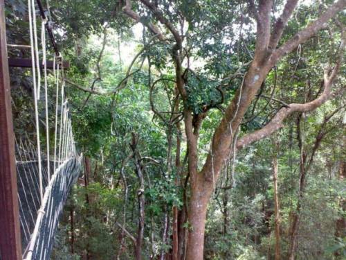 世界にある「吊り橋」