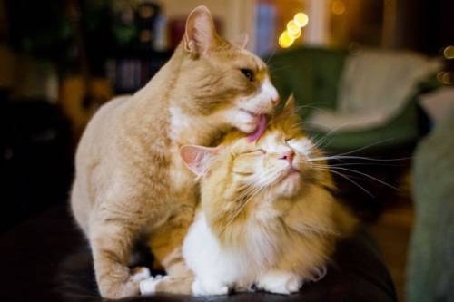 可愛い動物画像