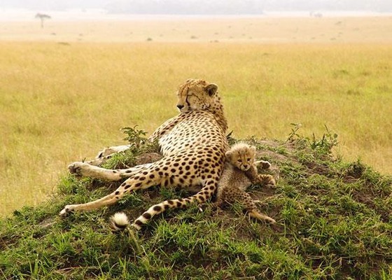癒される動物の親子写真