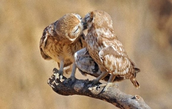 動物たちがキスする写真