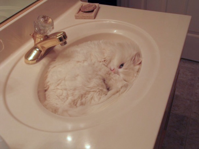 まるで液体のようなネコの写真