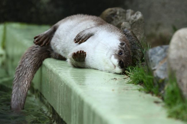 カワウソの可愛い写真