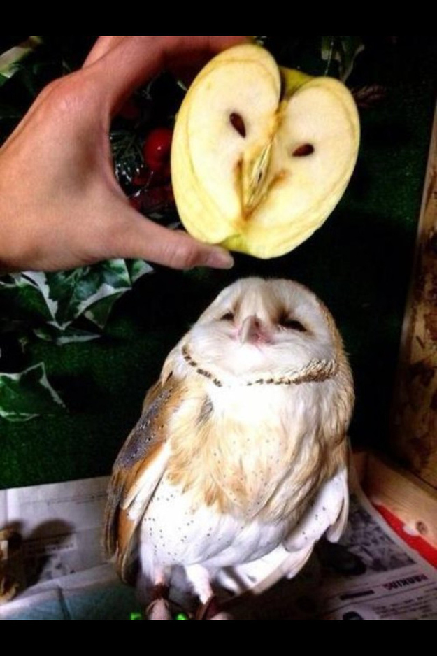 「ふくろう」の可愛らしい風貌の写真