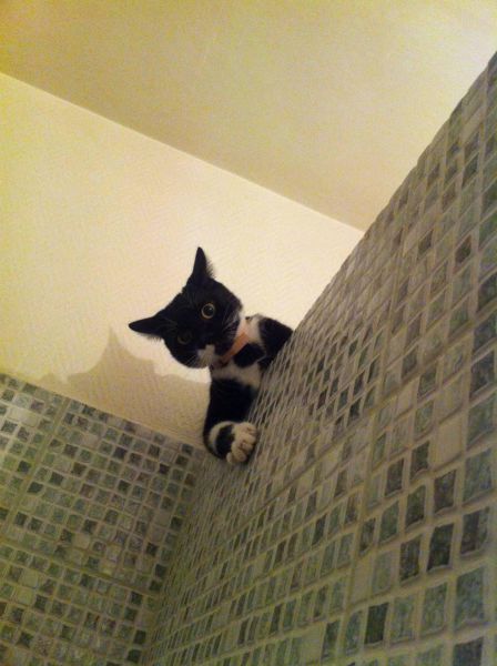 猫や犬の視線を感じる画像