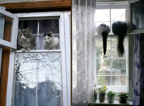 猫に狙われた完全ロックオンされた写真
