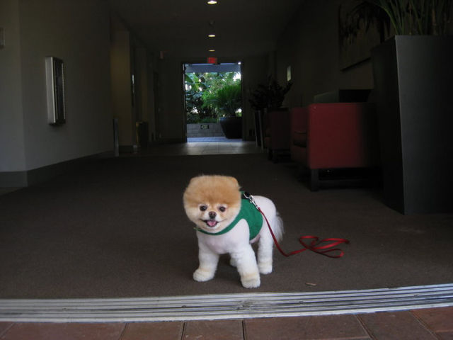 世界一可愛い子犬のBoo
