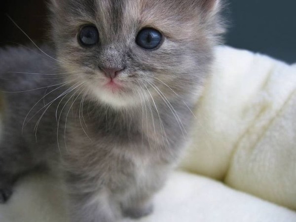 あまりの可愛さに驚くかわいい子猫の画像