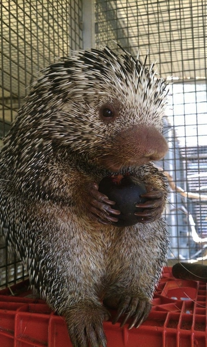 可愛すぎる動物の赤ちゃん画像