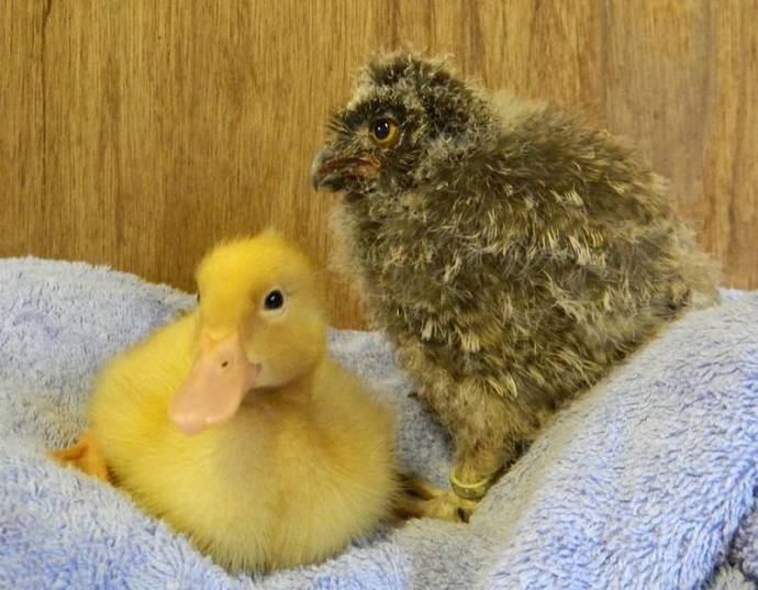超可愛い動物たちに癒される写真
