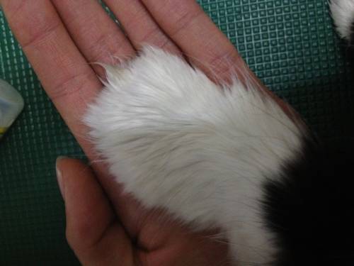 猫の手