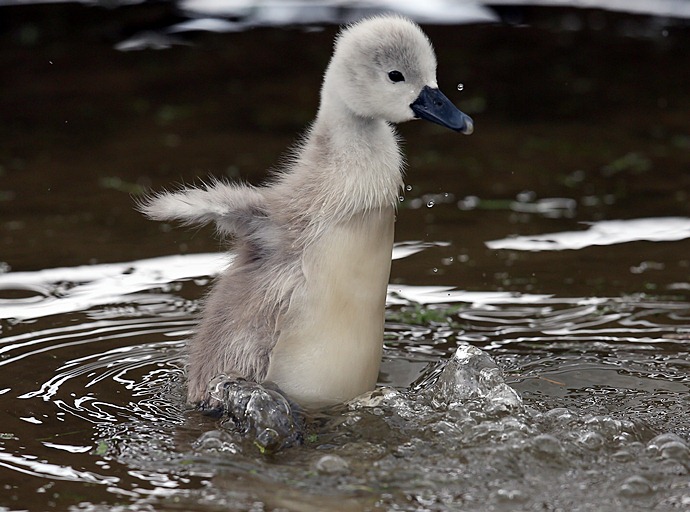 かわいい白鳥の子写真
