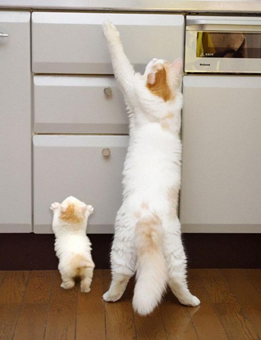 癒される動物の親子写真