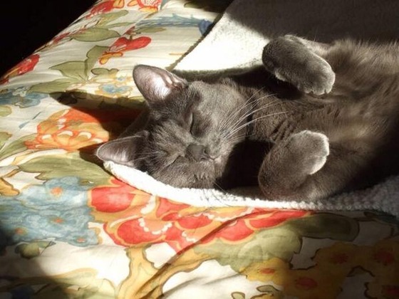 可愛い動物画像をください！可愛すぎる動物画像