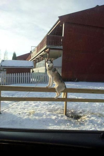 動物たちが秘密を見られてカメラに反応してる写真