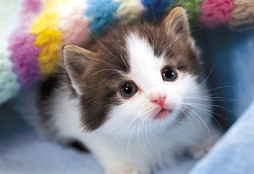 身震いするほど可愛い猫の画像