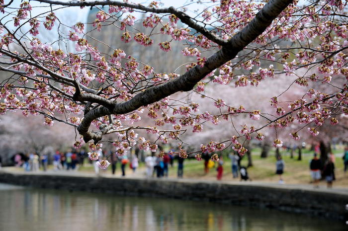 世界に咲く桜 