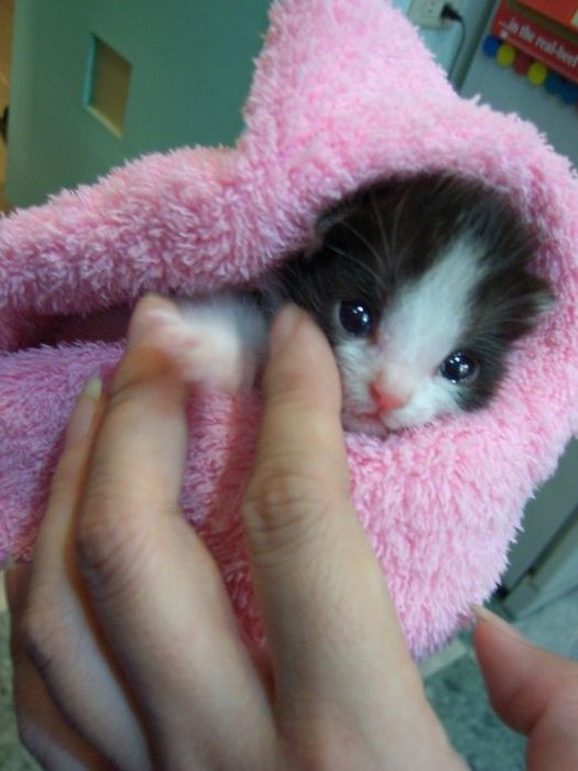 あまりの可愛さに驚くかわいい子猫の画像
