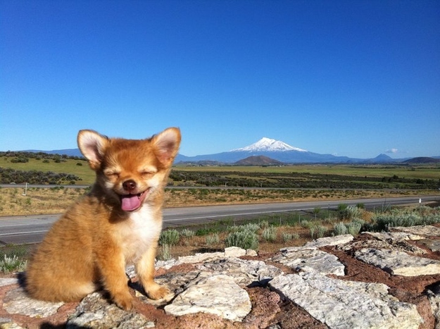 幸せそうな犬の笑顔